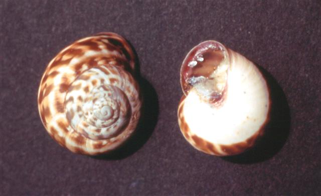 Marmorana fuscolabiata 